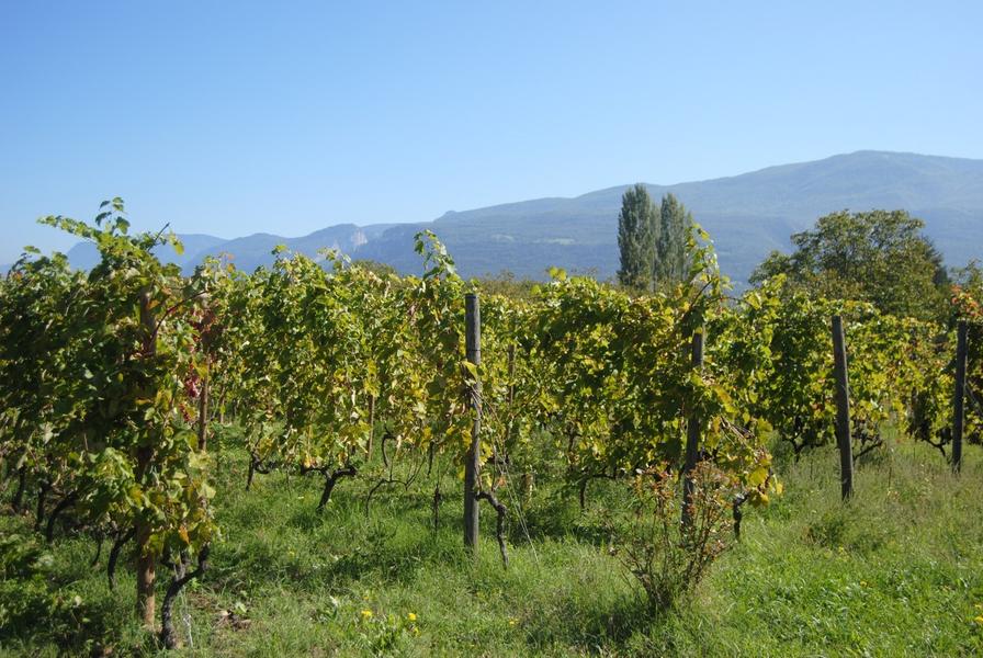 vignes