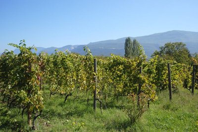 vignes