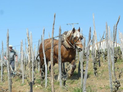 Le cheval