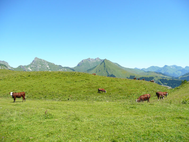 Chalet des Bons Fromages