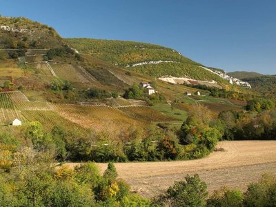 Vignoble Montagnieu