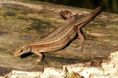 Lézard vivipare