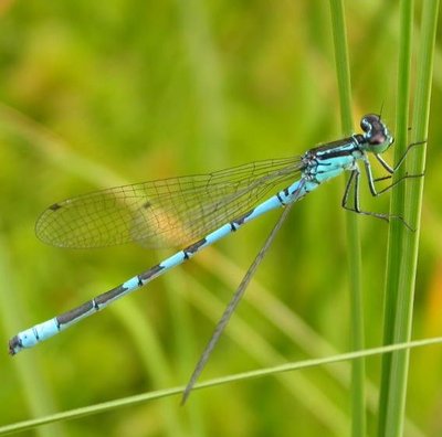 Une libellule : l'Agrion Hasté