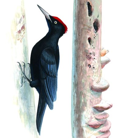 Illustration d'un Pic noir