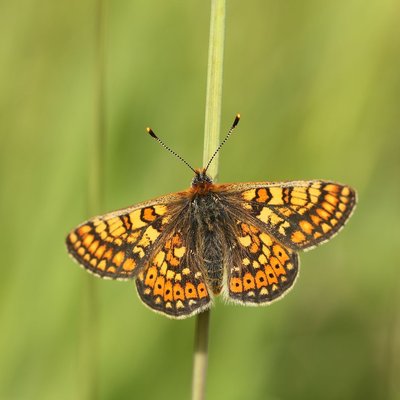 Le Damier de la Succise
