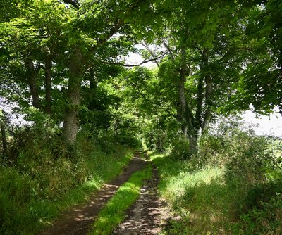 Les haies champêtres