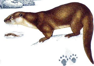 La Loutre d'Europe