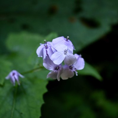 Fleur de Lunaire odorante