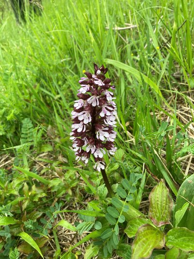 Orchis pourpre
