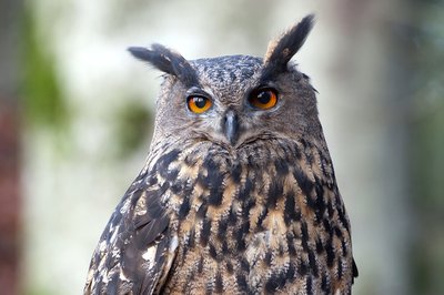 Le Hibou grand-duc