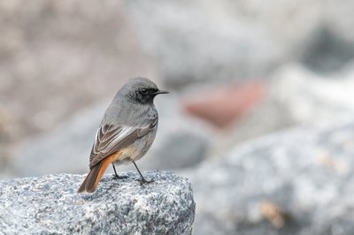 Le Rougequeue noir