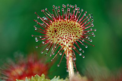 Le Drosera