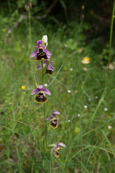 Ophrys bourbon (ophrys fuciflora)