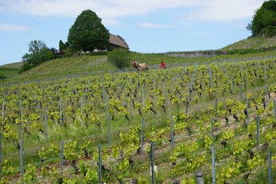 Vignoble