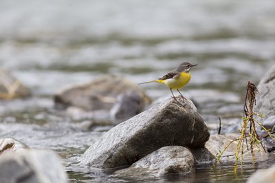Bergeronnette des ruisseaux