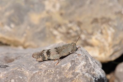 Oedipoda germanica
