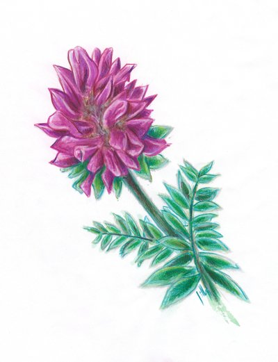 Anthyllide des montagnes