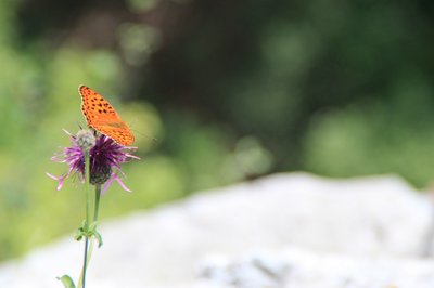 Pieds de voies et éboulis rocheux