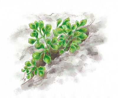 Doradille