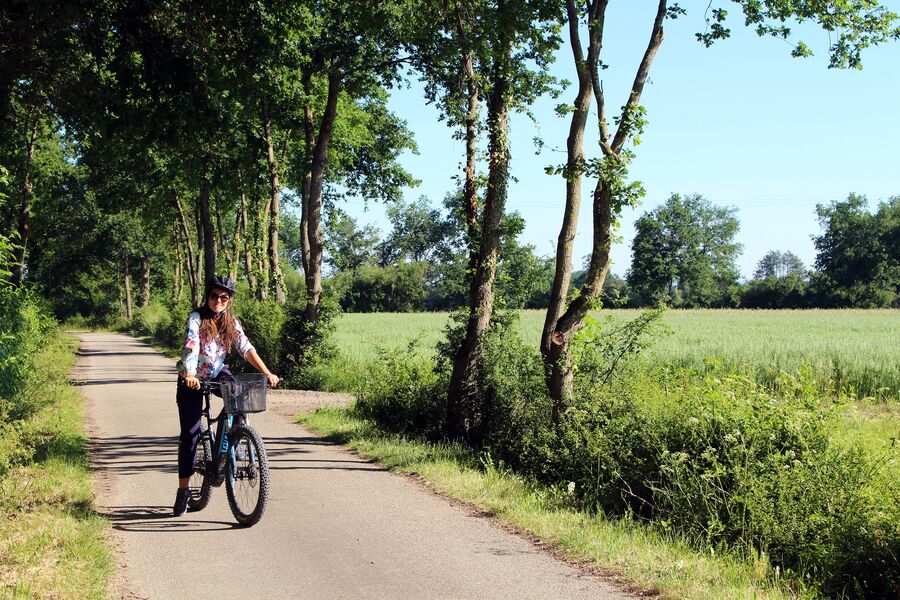 Vélo sur route ombragée