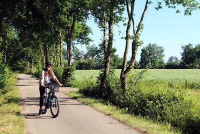 Vélo sur route ombragée