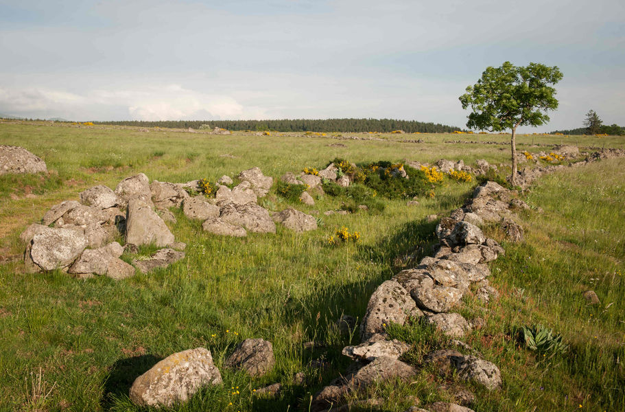 Le plateau de l'Artense