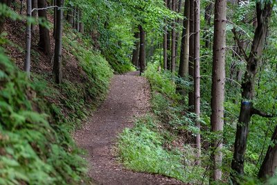 Bon plan VTT "La combe Oternaud et le bois de Sisay"