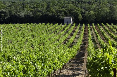 Des vignes et des cabanons