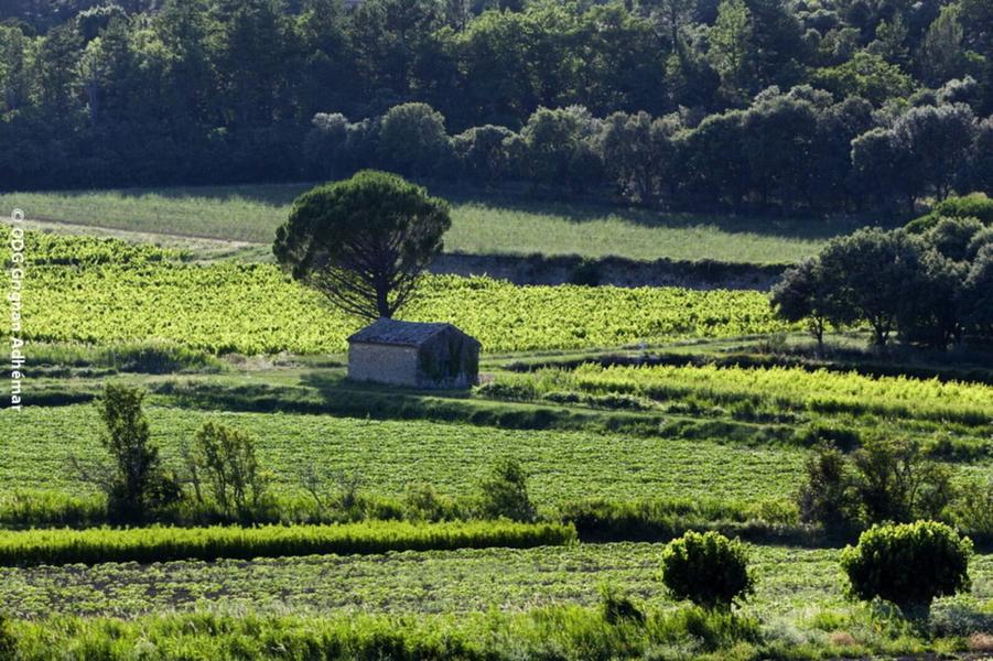 Des vignes et des cabanons