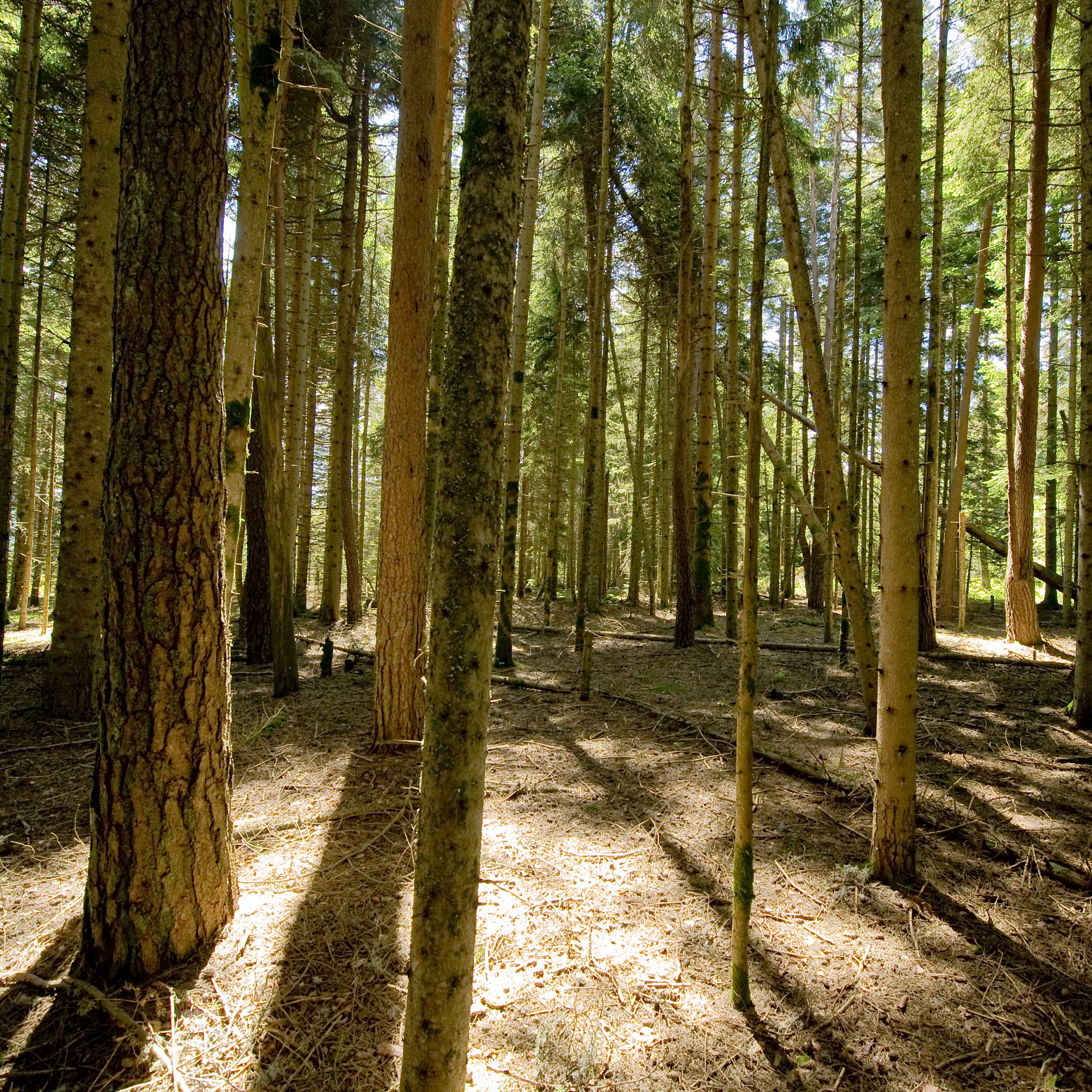 La forêt de Boisgrand