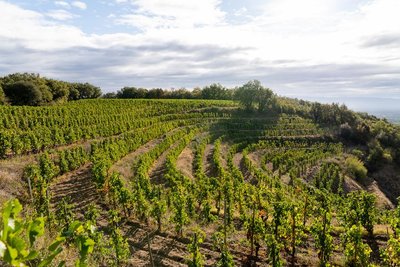 Vignoble