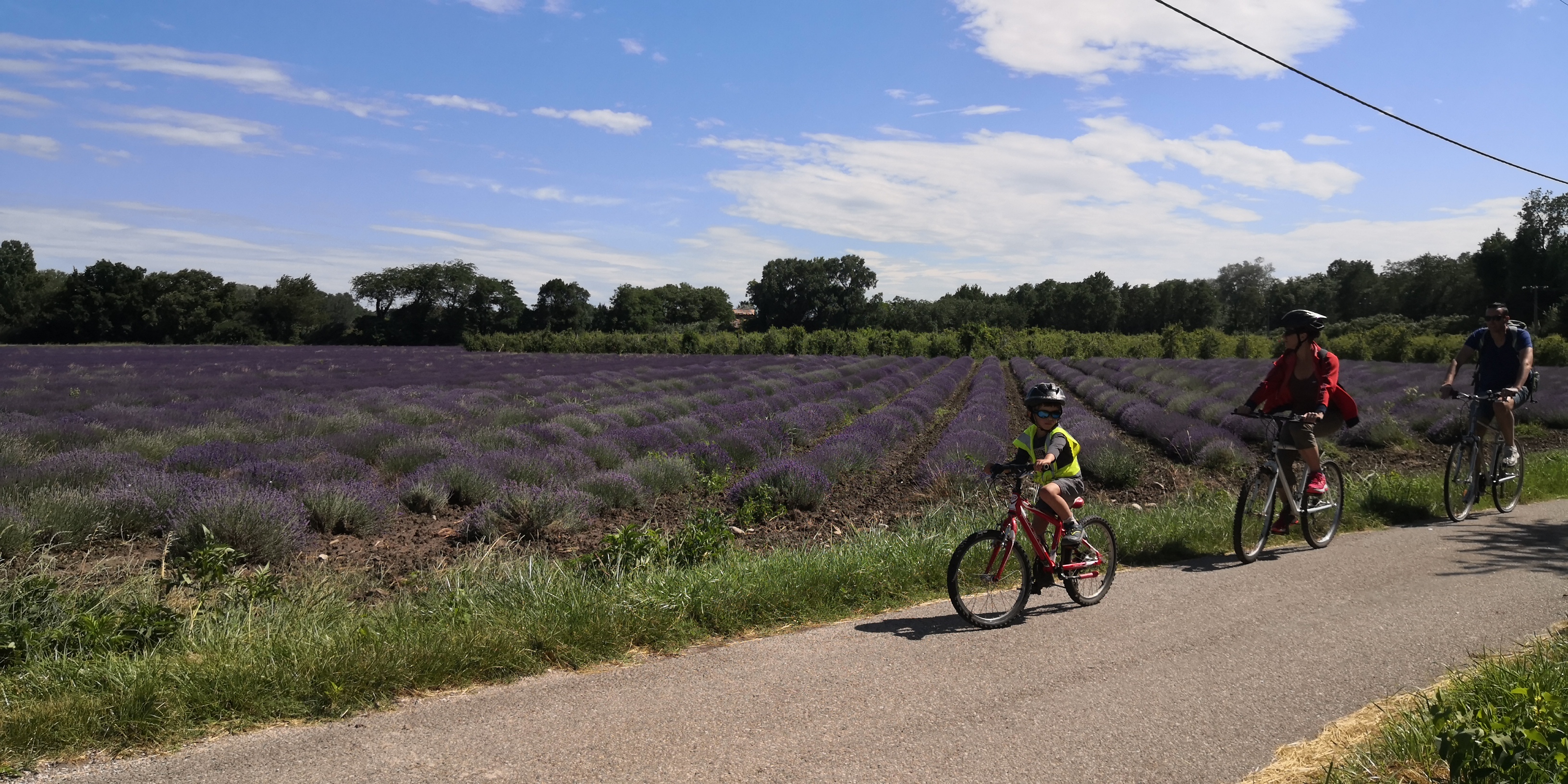 Champs de lavande