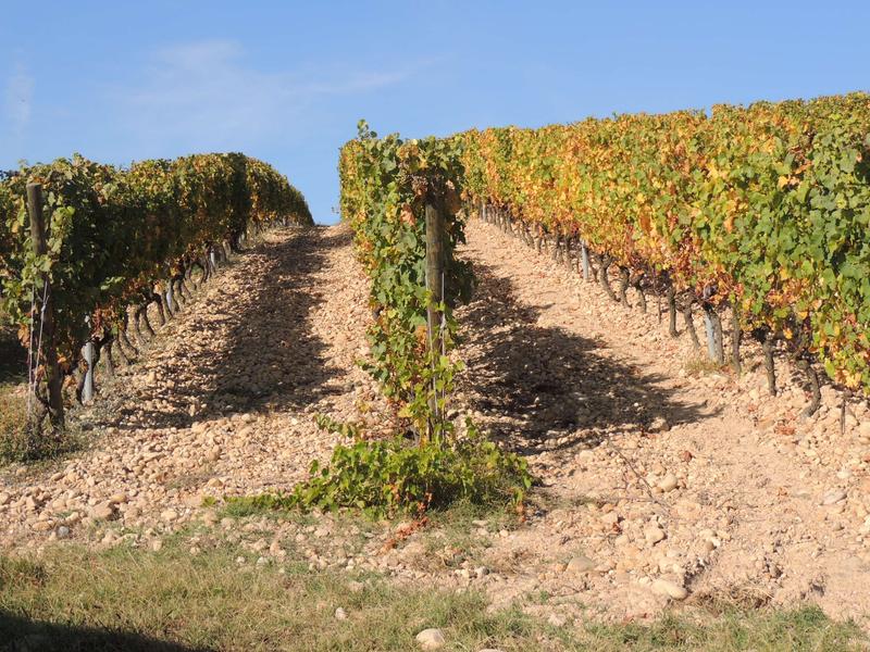 Vignes