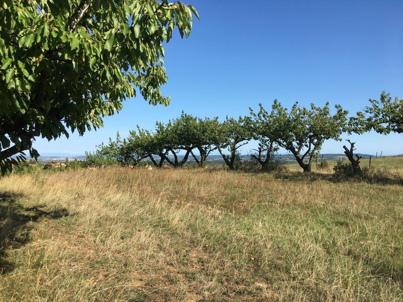 Vergers à Vourles