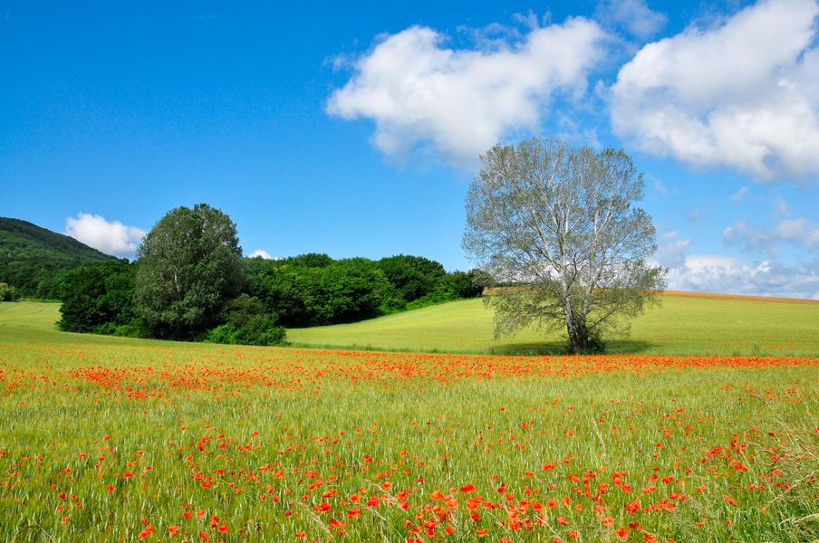 Champ de coquelicots à Saint-Lager-Bressac