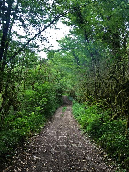 Chemin menant au lac de Chailloux