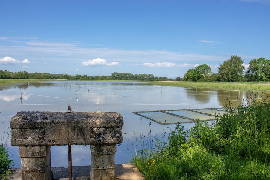 Etang de la Dombes avec un thou