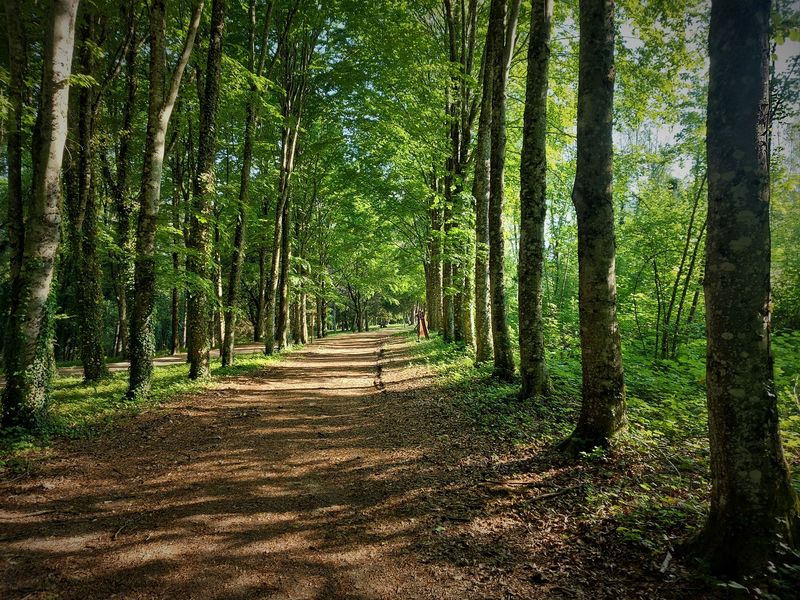 Forêt de Rothonne à Belley