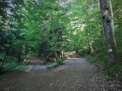 Forêt de Rothonne à Belley