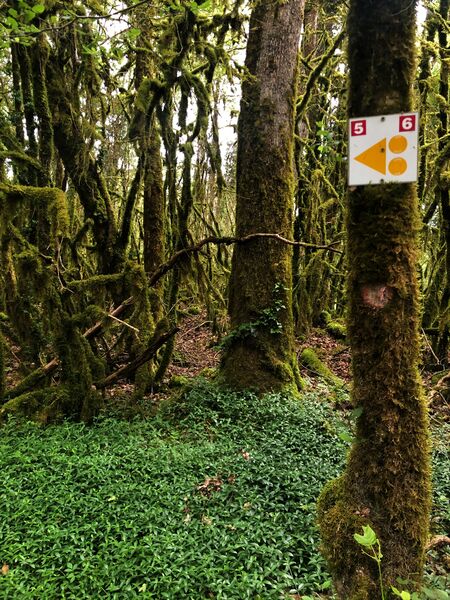 Chemin menant au lac de Chailloux