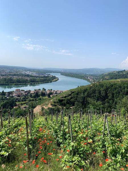 Point de vue sur le Rhône