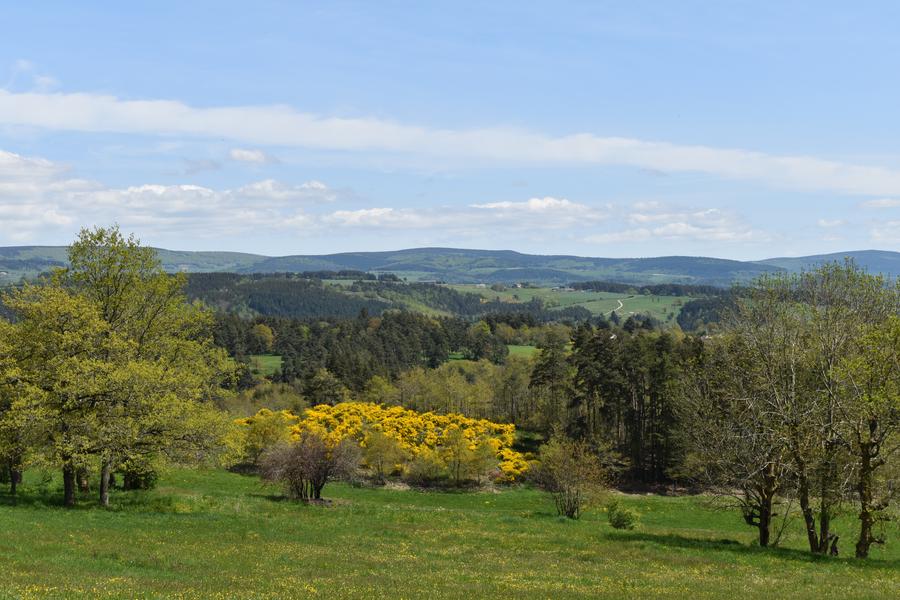 Dans les bois de Margeride