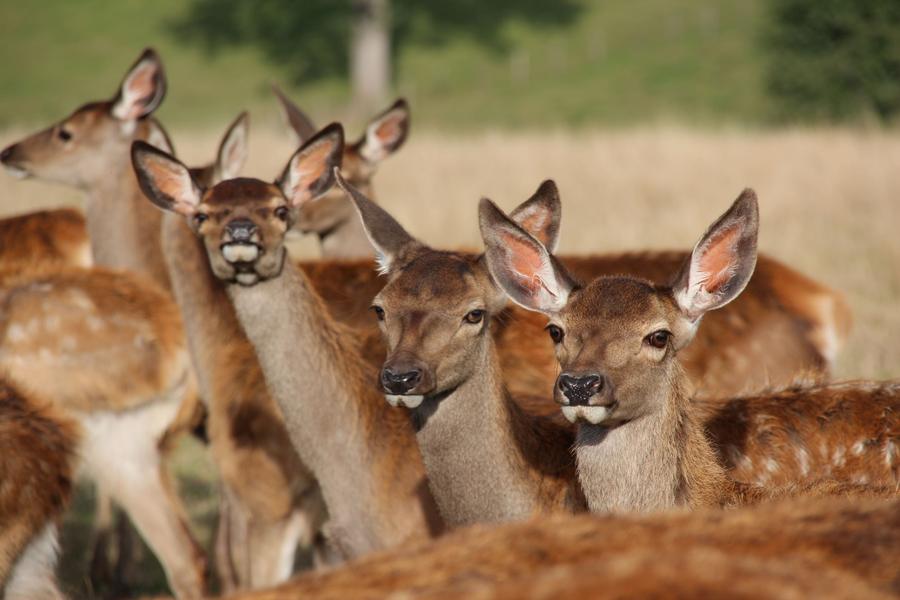 Élevage de cerfs