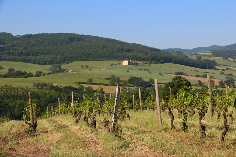 Vignes