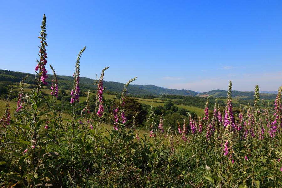 Paysage