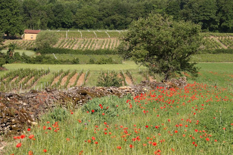 Vignes