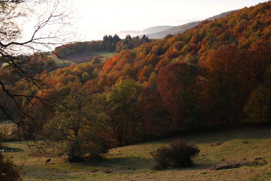 Paysage