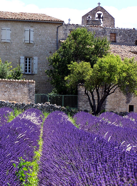 Lavande et vue clocher