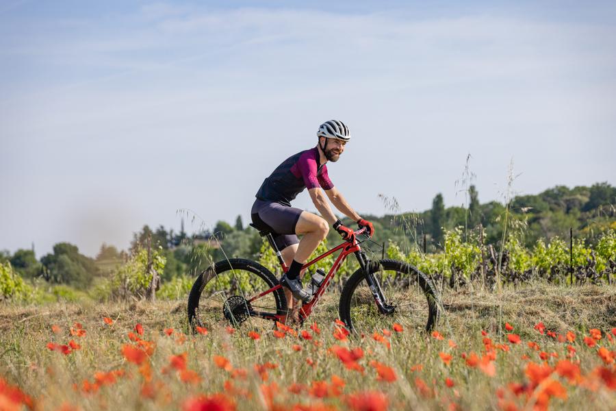 La combe du Verger_Saint-Paul-Trois-Châteaux