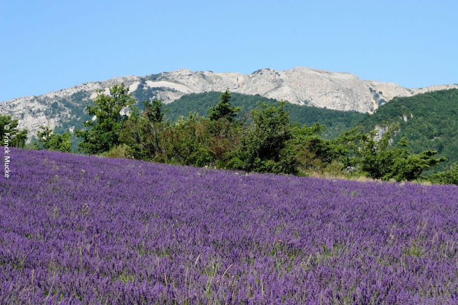 L'adret de la Lionne